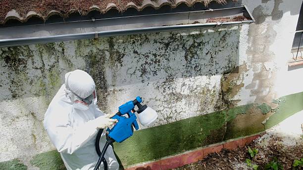 Top rated local Black Mold Remediation specialists in Abington, PA